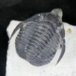 Diademaproetus Trilobite With Free Standing Genals #20746-3